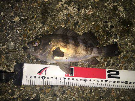 少しコマシなメバル